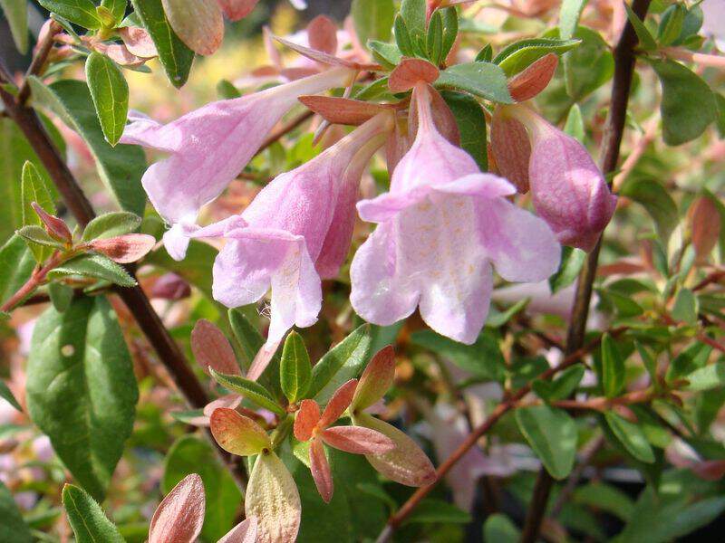 Abelia schumani