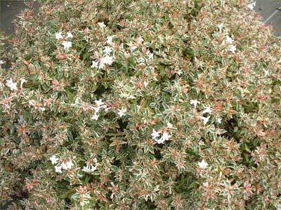 Abélia nain - ABELIA grandiflora 'Steredenn' - Arbuste
