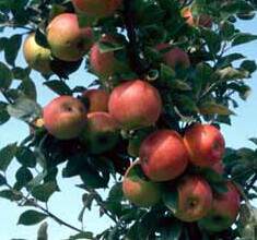 arbres fruitiers