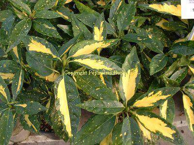 Aucuba du japon panaché - AUCUBA japonica 'Golden heart' - Arbuste