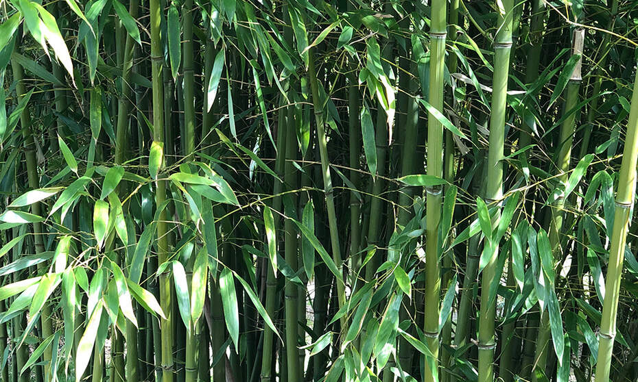 bambou-non-tracant-jardin-brise-vue