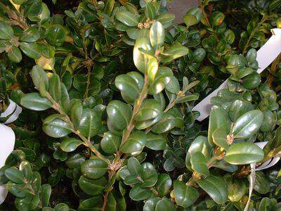 Buis  - BUXUS sempervirens 'Rotundifolia' - Arbuste