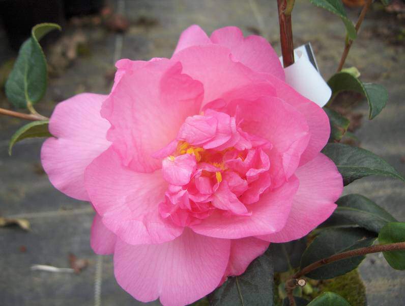 CAMELIA japonica 'mary phoeby taylor' 2