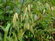 Chasmanthium-latifolium-web