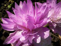 COLCHIQUE 'Water lily'.jpg