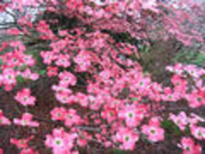 cornus florida 'rubra' fleur