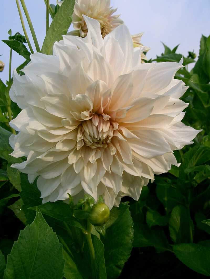 Dahlia Cafe au Lait