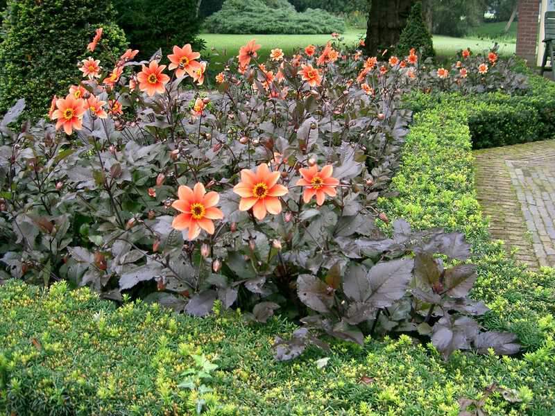 Dahlia Catherine Deneuve1