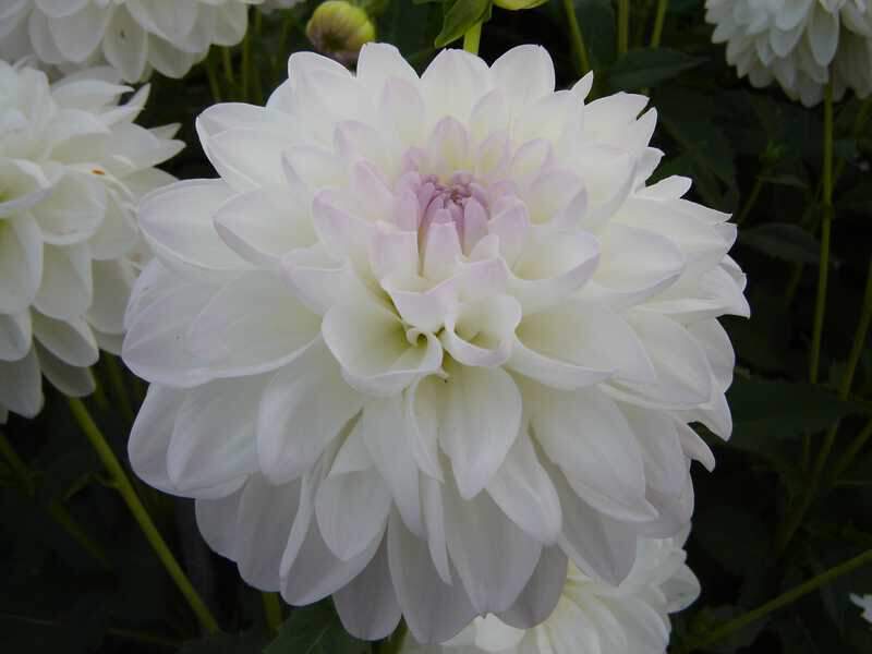Dahlia Eveline