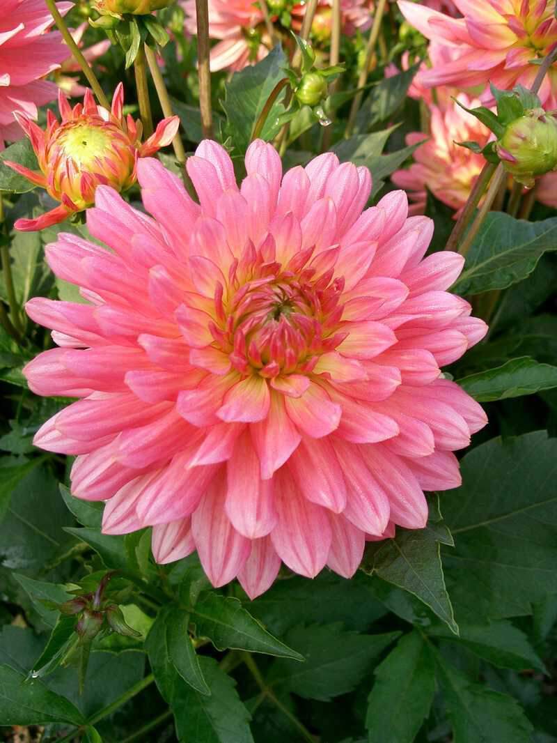 Dahlia Extase