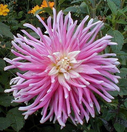 Dahlia 'good earth'