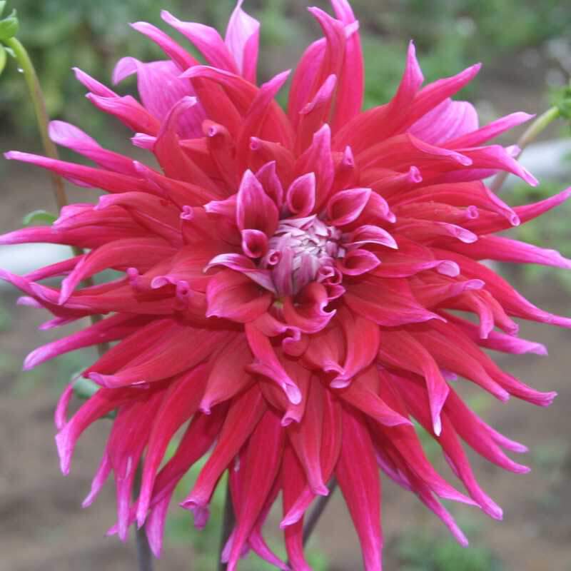 Dahlia 'Grand Finale'