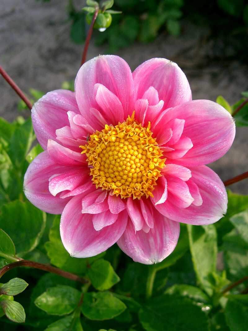 Dahlia Hartenaas