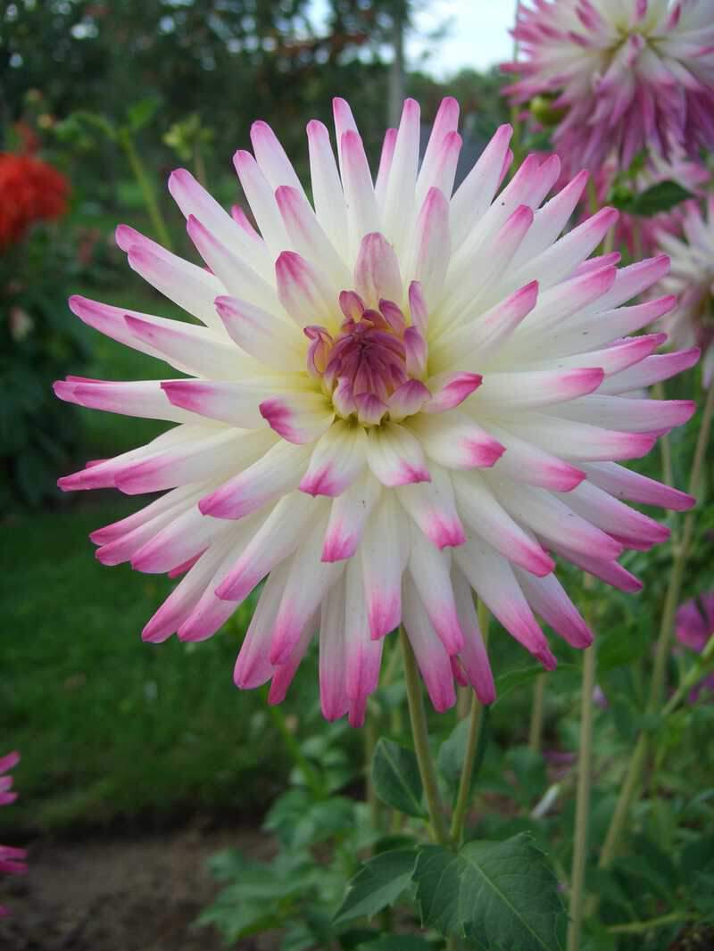 Dahlia Jura