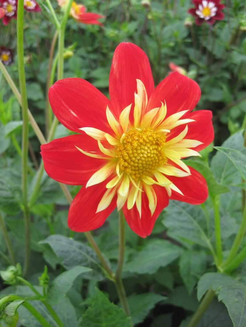 Dahlia La Gioconda