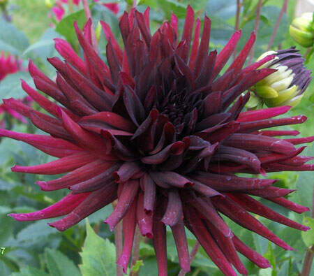 Dahlia 'Nuit d'ete'