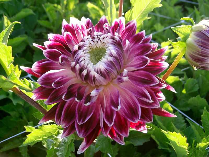 Dahlia Vancouver