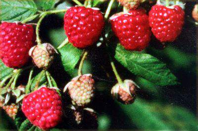 Rubus idaeus - FRAMBOISIER 'Héritage' - Arbre fruitier