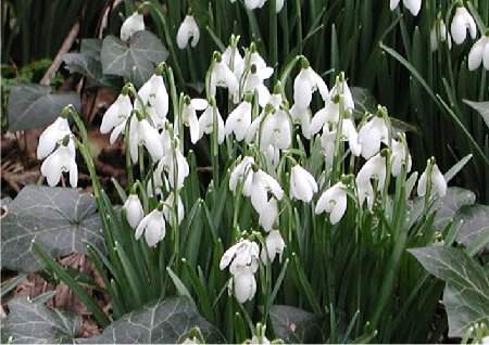 GALANTHUS 'Nivalis'
