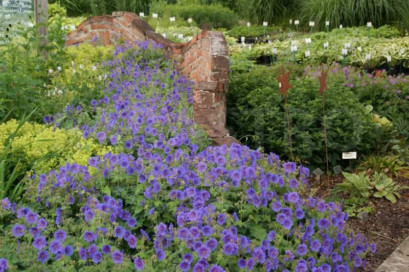 Geranium x 'Brookside'