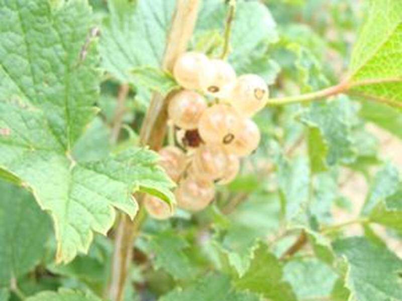 Ribes rubrum - GROSEILLIER à grappe 'Versaillaise blanche' - Arbre fruitier