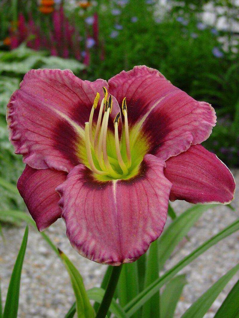 Hemerocallis Always Afternoon