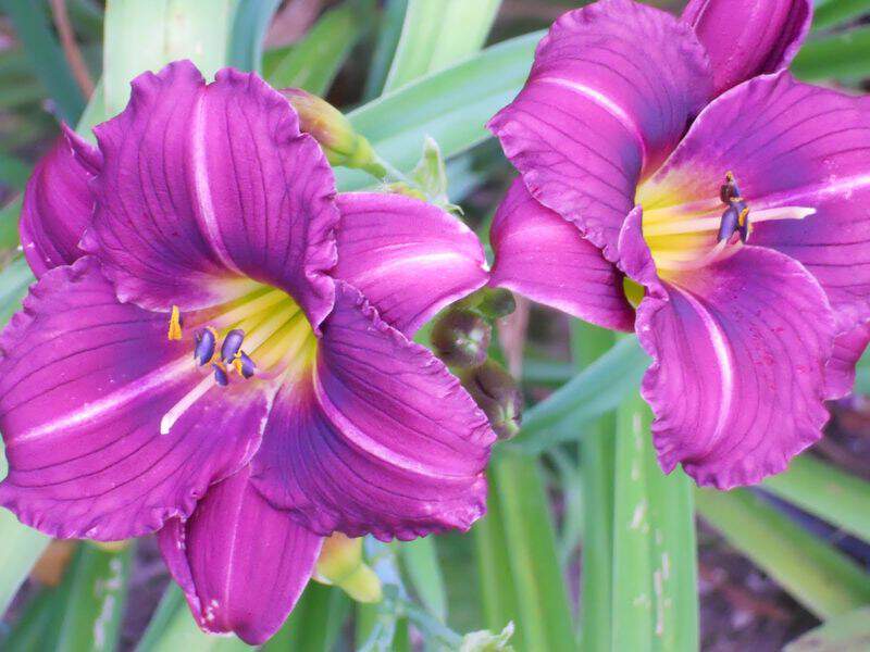 Hemerocallis 'Little Grapette'