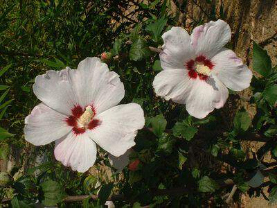 Hibiscus/Althae - HIBISCUS syriacus 'Melrose' - Arbuste
