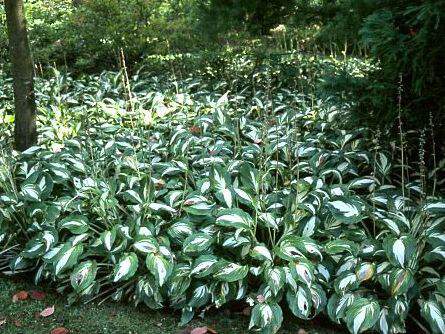 Hosta undulata 'Mediovariegata' RE