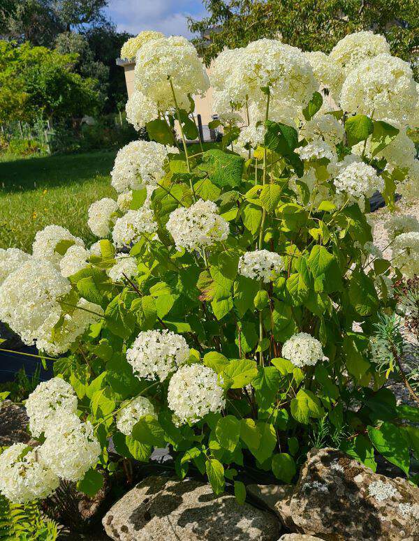 Hortensia arbustif - HYDRANGEA arborescens 'Annabelle' - Arbuste