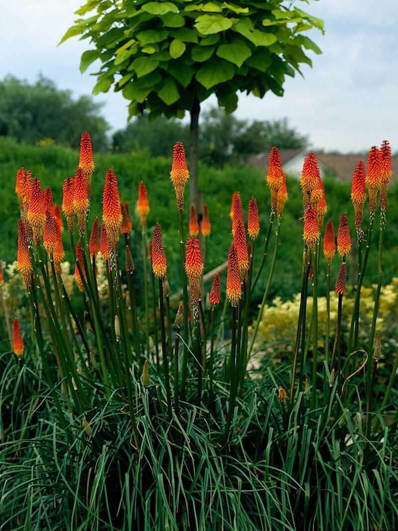 Kniphofia Alcazar