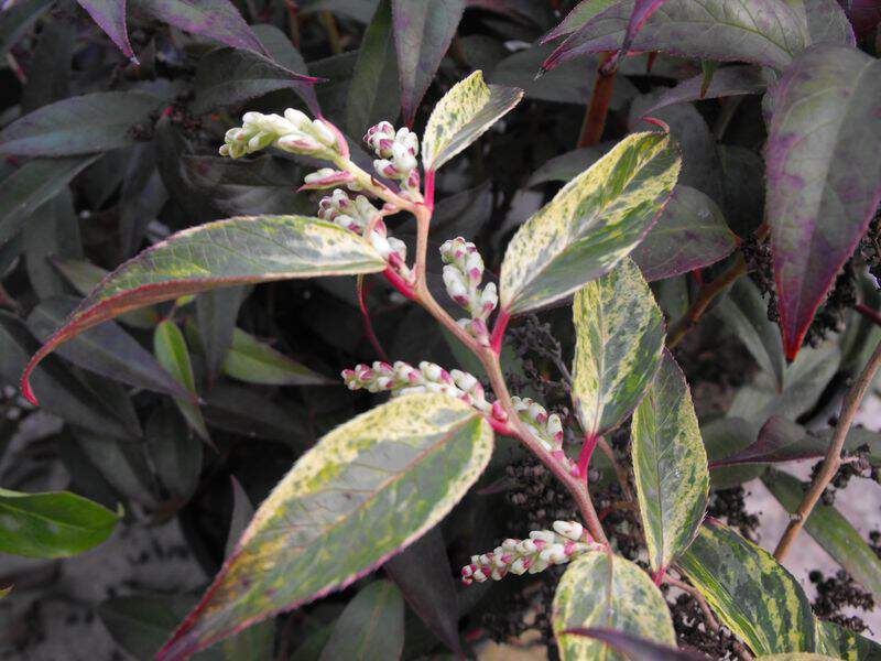Leucothoe tricolor - LEUCOTHOE fontensiana 'Rainbow' - Arbuste