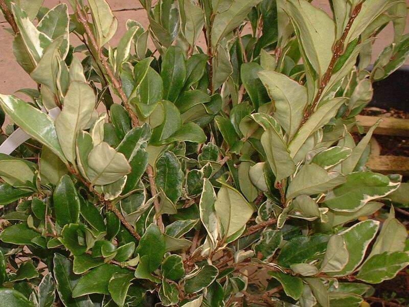 LIGUSTRUM texanum 'Erecta variegata'