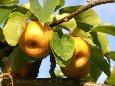 Pyrus pyrifolia - NASHI 'Shinseiki' - Arbre fruitier