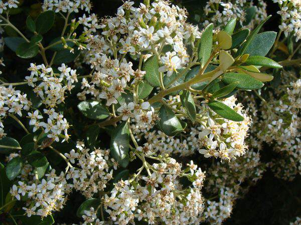 Olearia traversi 'superba'