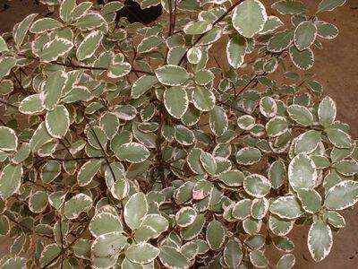 PITTOSPORUM tenuifolium Garnettii