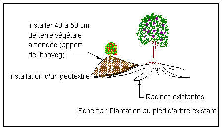 plantation sous arbre existant
