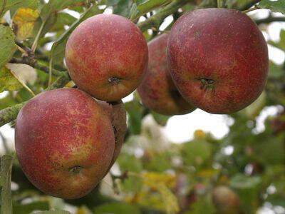 POMMIER Boskoop Rouge