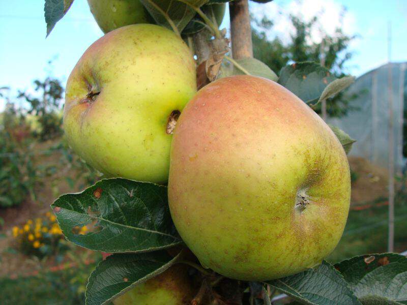 Pommier Braspart at