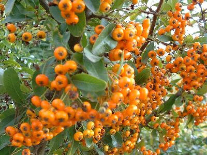 Buisson ardent - PYRACANTHA 'Saphyr Orange®' - Arbuste