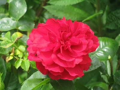 ROSIER 'Hamlet'