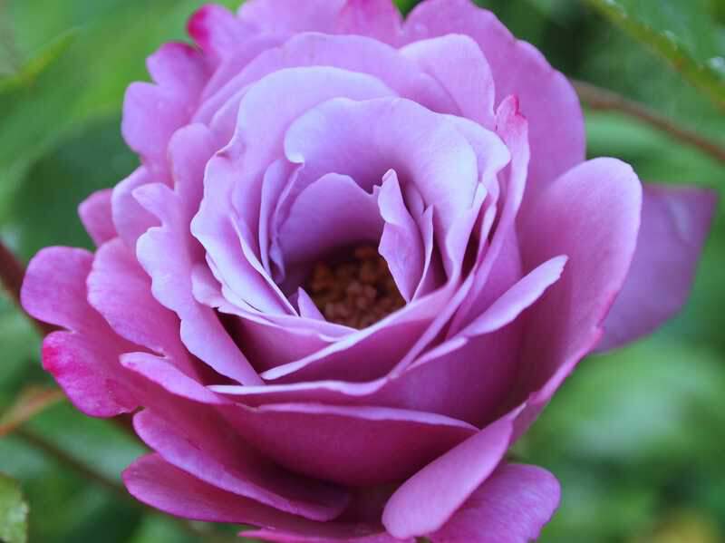 Rosier 'Muriel Robin'®