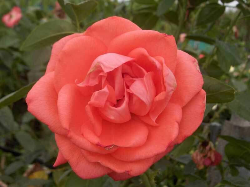 ROSIER 'Super Star' grande fleur