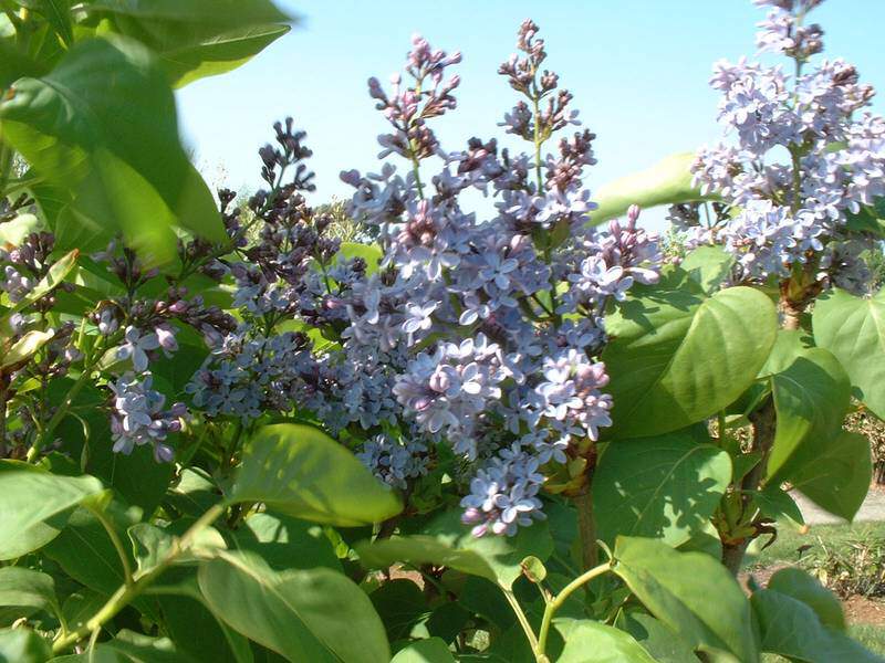 Lilas - SYRINGA vulgaris - Arbuste