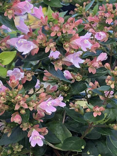 Abélia à grandes fleurs - ABELIA 'Raspberry Profusion' - Arbuste