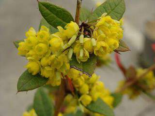 BERBERIS Julianae