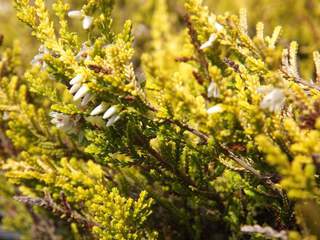 Bruyère commune - BRUYERE - CALLUNA vulgaris 'Golden Haze' - Arbuste