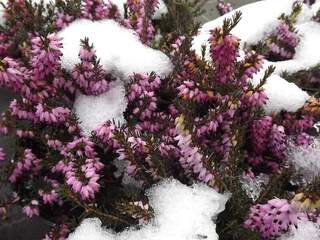 Bruyère des neiges - BRUYERE - ERICA carnea 'Ruby Glow' - Arbuste