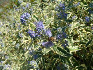 Barbe bleue - CARYOPTERIS clandonensis 'White Surprise' - Arbuste