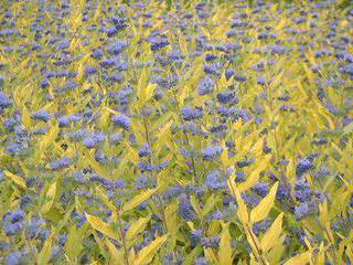 Barbe bleue - CARYOPTERIS clandonensis 'Worcester gold' - Arbuste